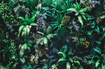 тропическа природа, Вертикална градина, фонове със зелени листа, винил плат, висококачествен компютърен печат, фонове за стенни снимки.