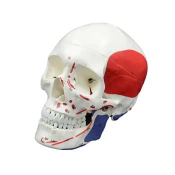 Модел на черепа на човек в естествен размер, модел на скелета на главата за изследване на болести, Здравно заключение, анатомический череп на човек с кодиране стаи