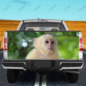 автомобилни стикери с маймуна-капуцин, модификация на задната опашка на камион, боядисване, подходяща за болки в камион, аксесоари за опаковки, етикети