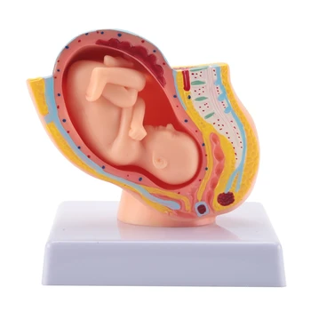 Бременността на човека, развитието на плода, 9-ти месец, эмбриональная модел на органите в малкия таз, модел Анатомия на плацентата при бременност.