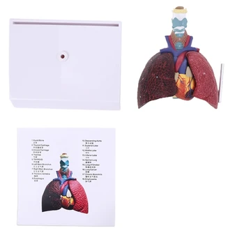 Анатомическая модел на белите дробове на човека в реален размер, Учебно помагало по анатомия на дихателната система