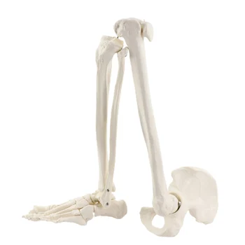 Медицинска анатомическая модел на долните крайници на човека Анатомия на скелета в пълен размер Костите на краката от бедрото Медицински обучителен инструмент за краката