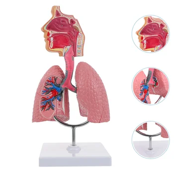 Система на Обучение модел Анатомия на белите дробове и Дихателните пътища Модел на Дисплея Човек Ученически Леки Анатомическое Сърцето Образователна Играчка За носа