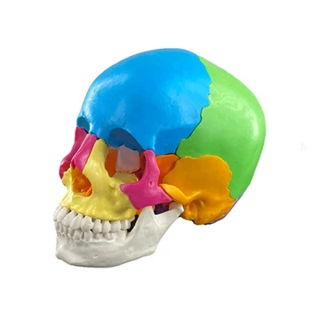 Анатомическая цветен модел на човешки череп в разглобено формата за сърдечно-съдовата медицина