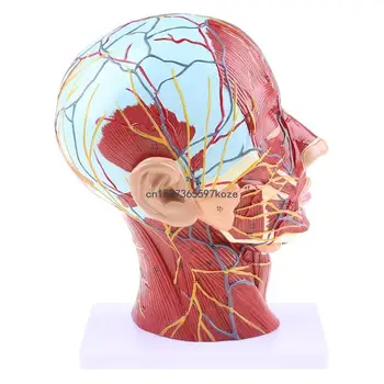 Анатомическая половина на главата Анатомията на лицето, Медицинска врата, средната разрез St